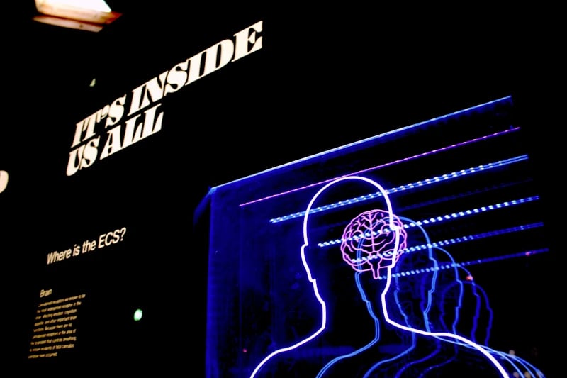 multiplying human being with a brain