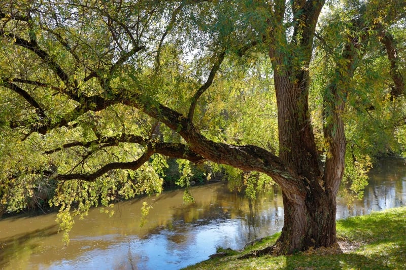 dynamic branding to raise your brand value - symbolic picture of tree